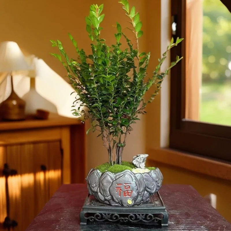 老桩多杆小叶紫檀带盆带底座整体高度20-25cm四季常青绿植