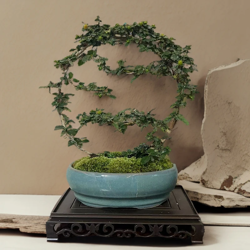 福建茶正宗老桩盆栽花盆陶瓷盆景长形花盆植物中式禅意风玄关新款