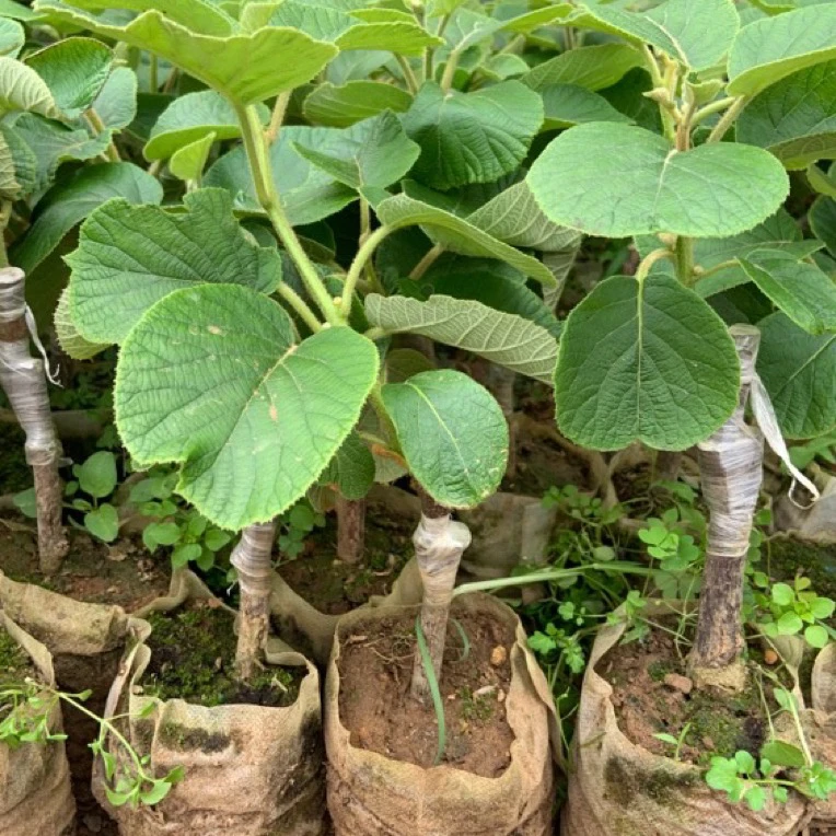 绿植园艺 南北方种植 花园种植