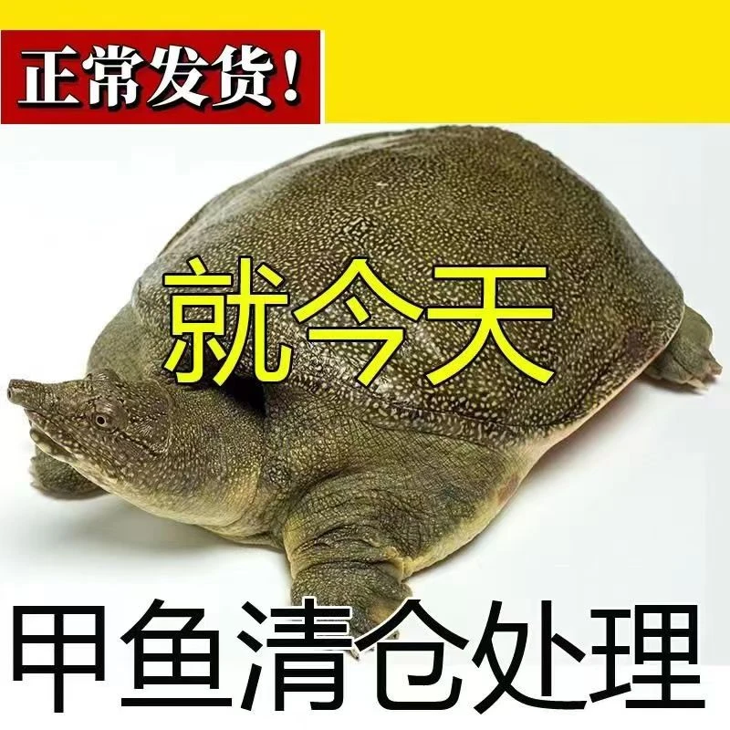 新【外塘青黄背】正宗生态放养甲鱼 3只装 合计4-5斤 包活包邮