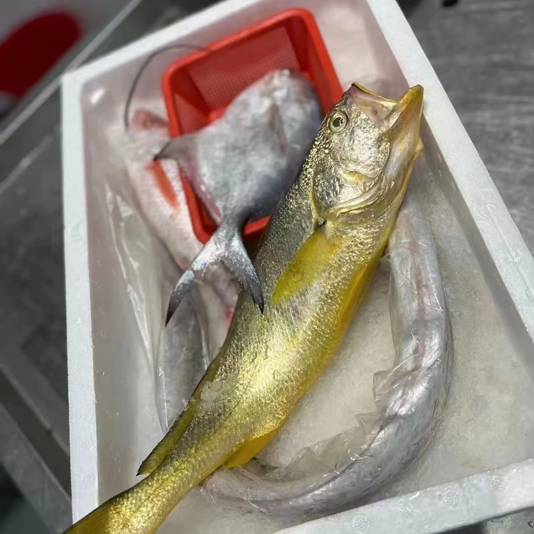 （4号）直播现称现拍舟山码头直供野生海捕黄鱼、带鱼、鲳鱼。