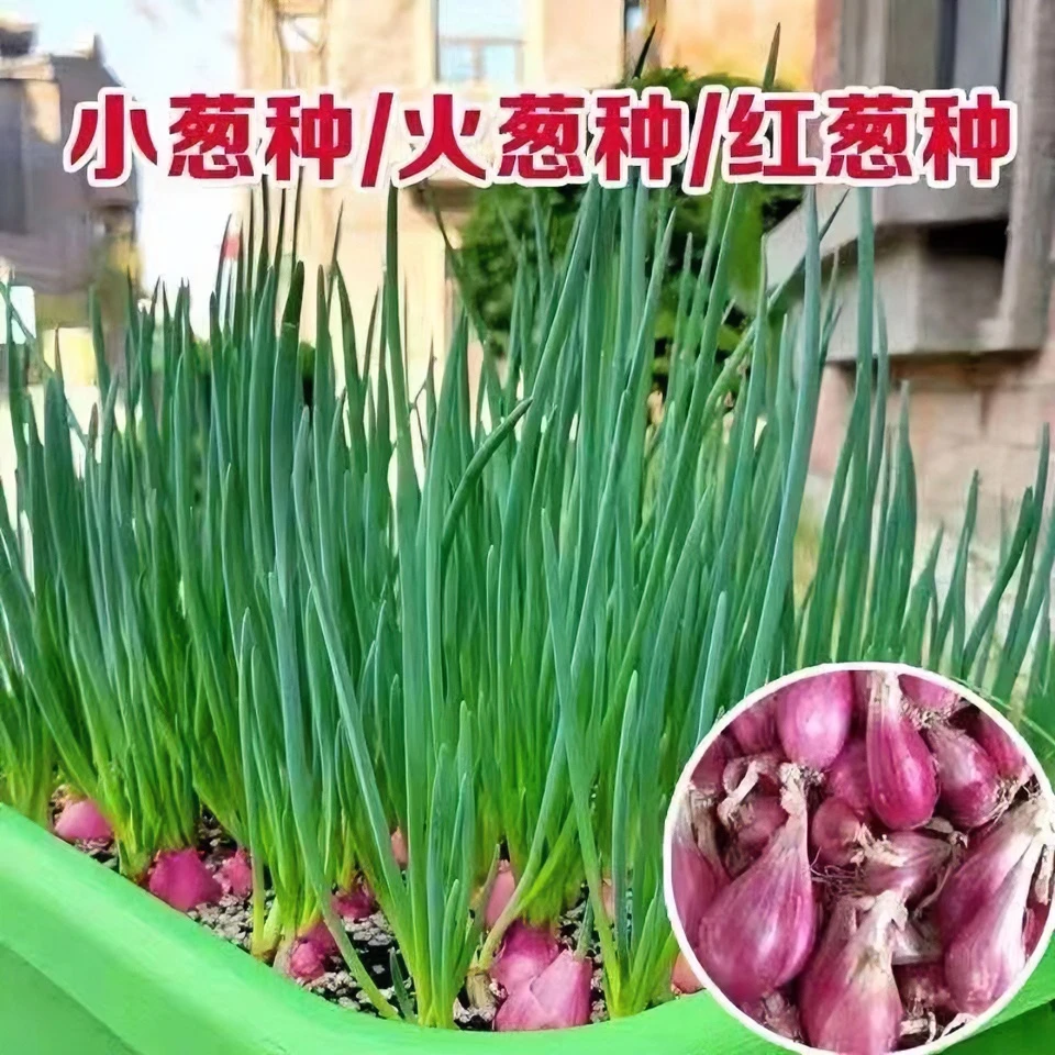 农家新葱头四季小香葱发货种植专用款葱苗阳台庭院盆栽秋冬蔬菜