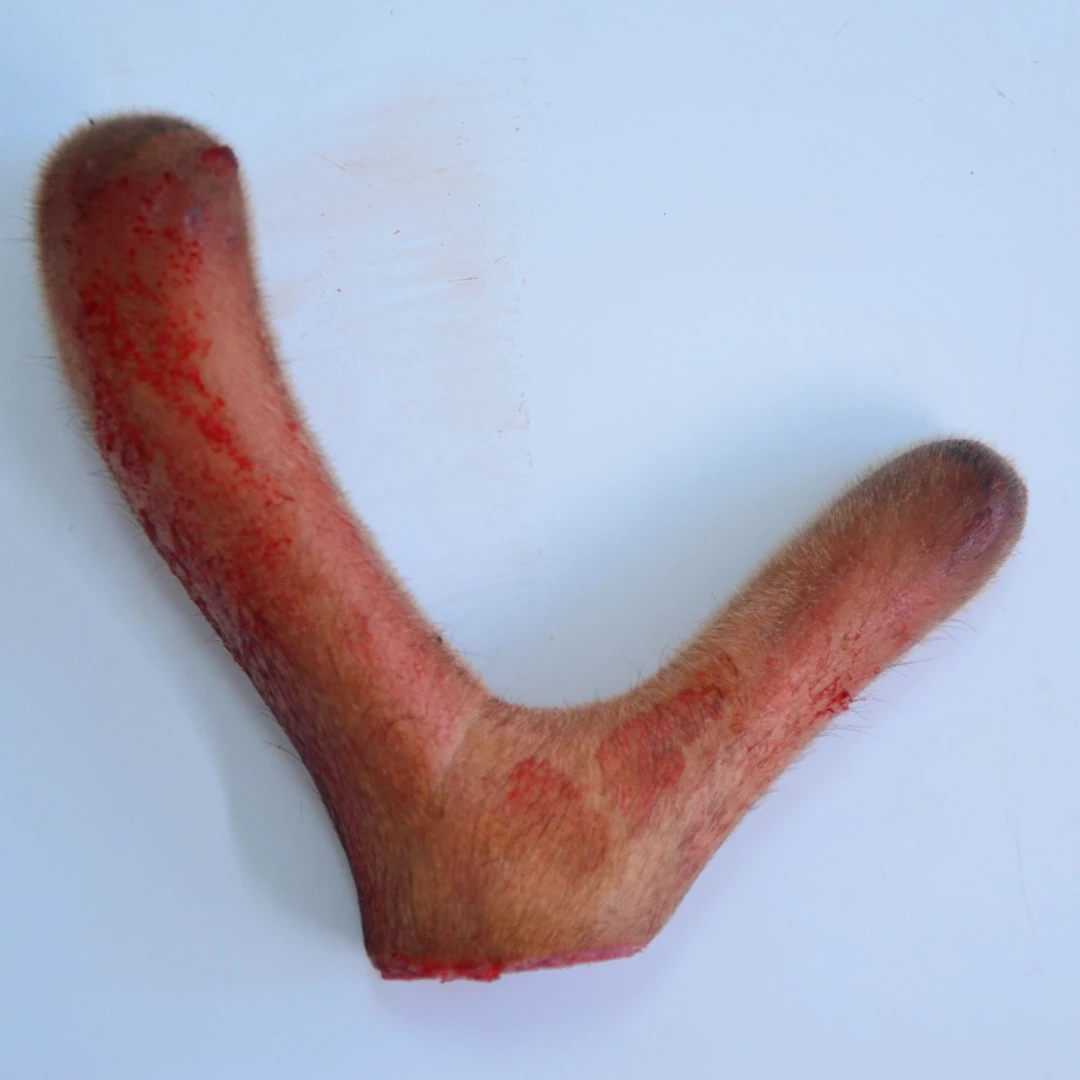 zhuolu/卓鹿【改价链接宋7】新鲜鹿茸泡酒煲汤下单以直播间实物为主