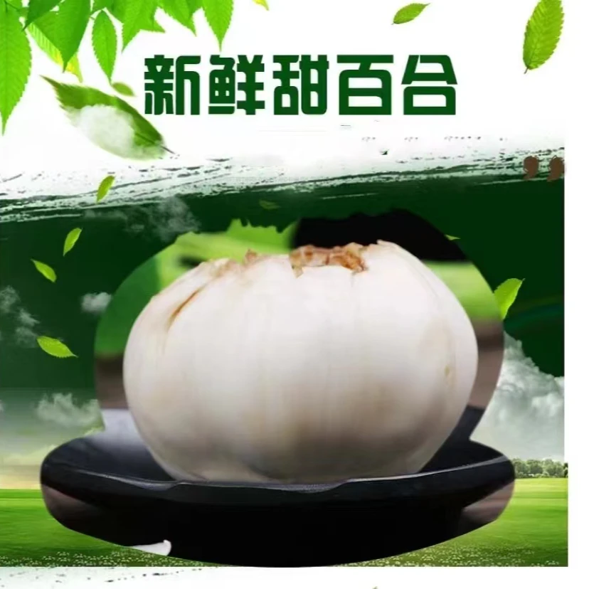 现货批发新挖鲜百合 兰州新鲜百合纯食用  甜百合生吃蔬菜百合