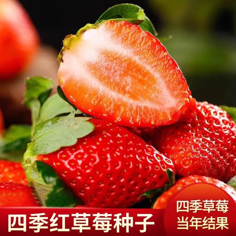 草莓种子籽奶油草莓种子四季开花结果室内外庭院盆栽阳台水果种子