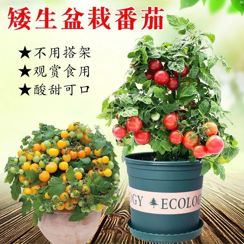 四季番茄种子矮生小番茄籽西红柿圣女果籽种庭院阳台盆栽水果种子