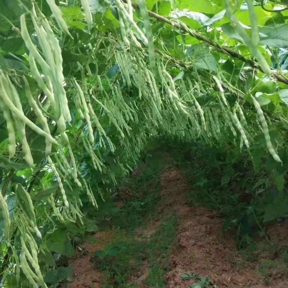 九粒白芸豆籽种子白不老四季豆角架四季播种豆种籽蔬果菜籽