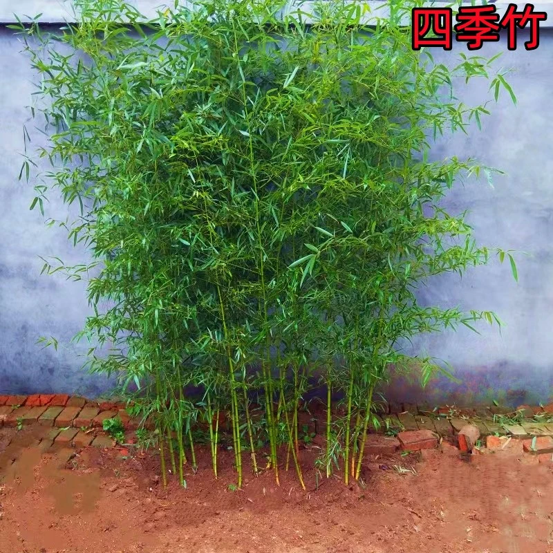 四季竹毛竹苗庭院点缀北方耐寒大型户外风景四季常青户外观赏植物