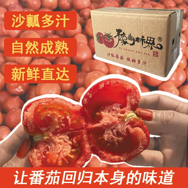 【豫尚柿界】宁夏沙瓤西红柿新鲜番茄露天自然熟可生吃美味番茄