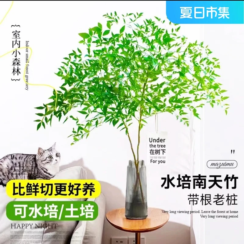 南天竹带根水培鲜切枝客厅室内老桩懒人绿植水培办公室绿植