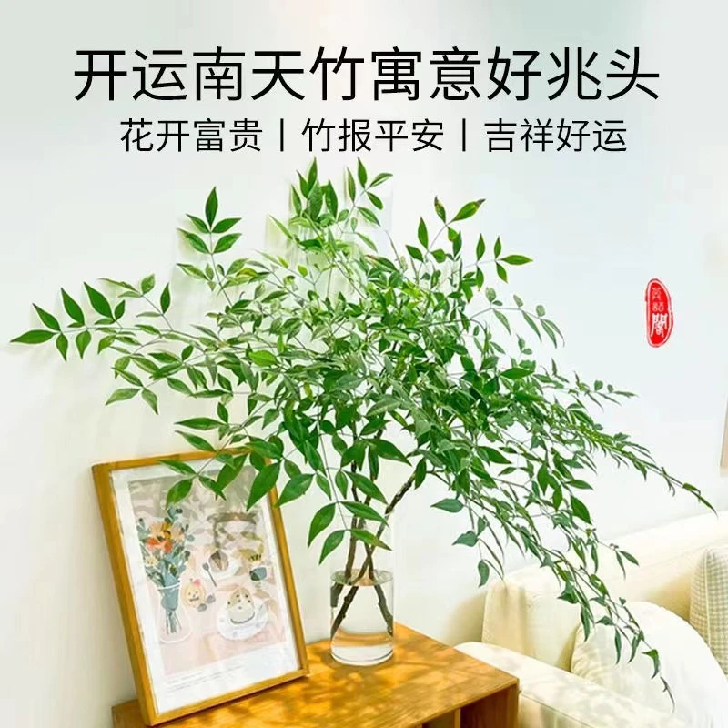 【基地直发】水培耐寒鲜切枝观赏南天竹遇水即活寓意吉祥好养活