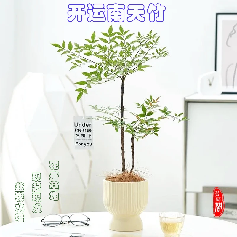 南天竹水培植物直发室内客厅好养植物美化吉祥