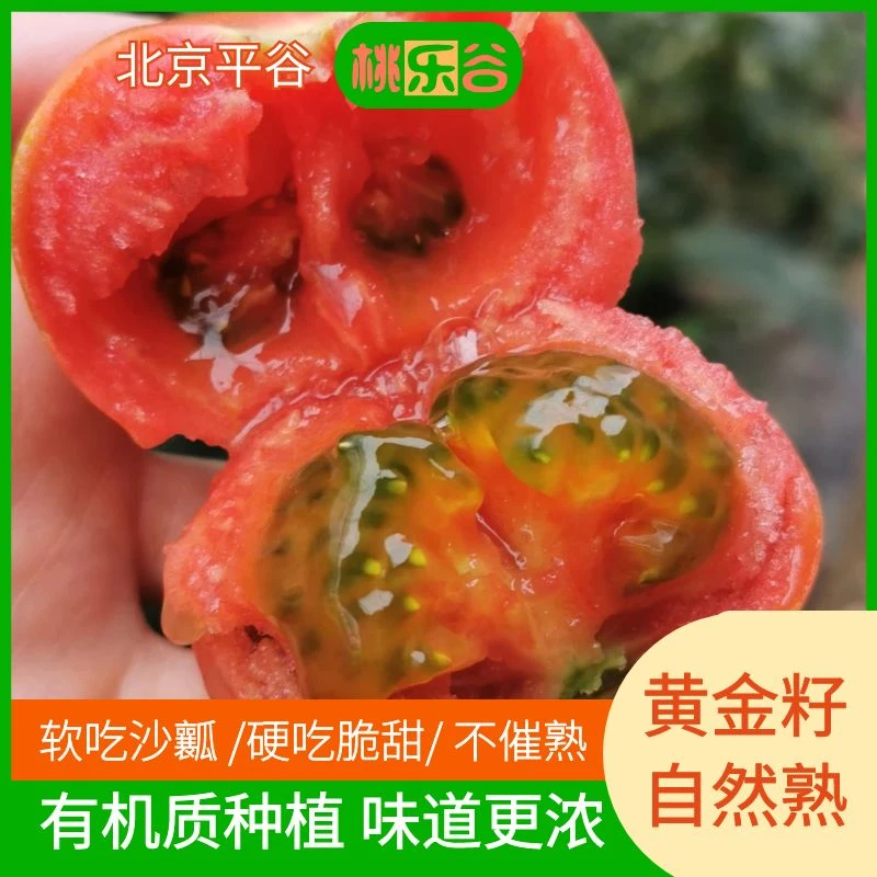 （可采摘）不催熟北京平谷生吃水果西红柿酸甜口感多汁爽口种植包赔