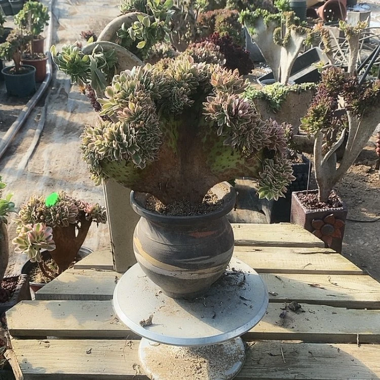 【闪购商品】红陶20CM（含）-50CM（不含）『****』