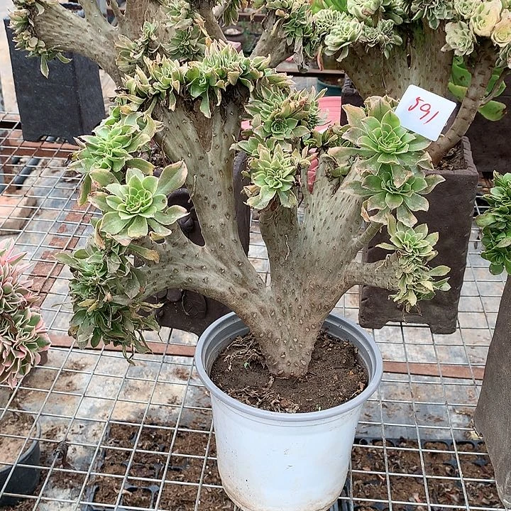 红陶20CM（含）-50CM（不含）591艳日伞