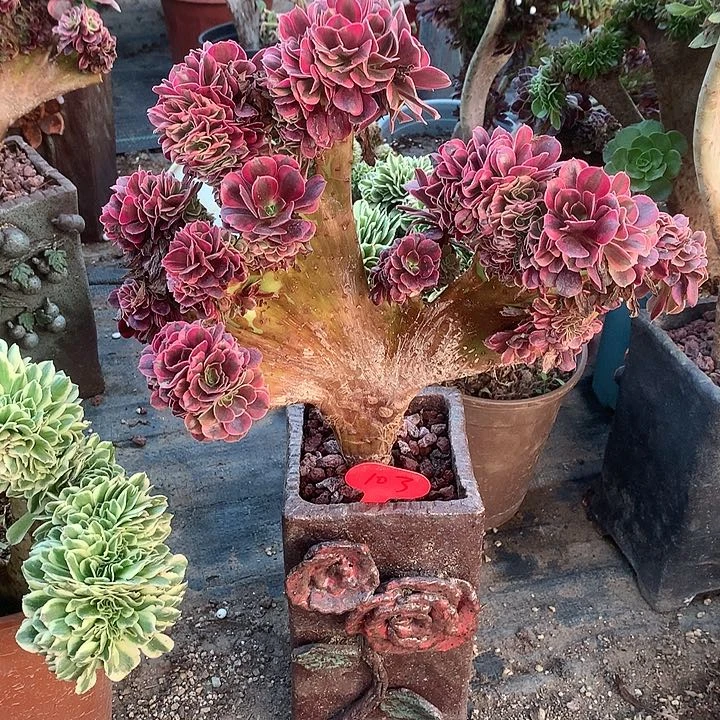 红陶20CM（含）-50CM（不含）蓝*103美杜莎