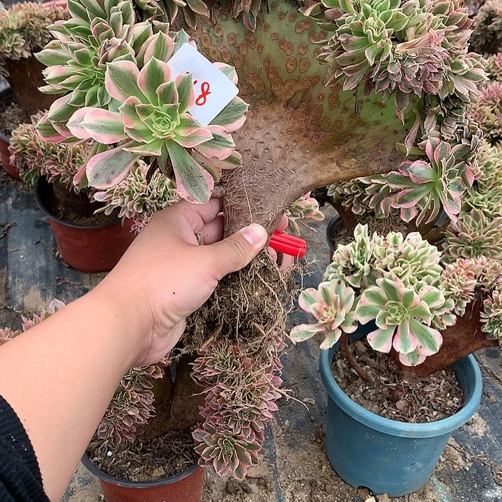 红陶20CM（含）-50CM（不含）118