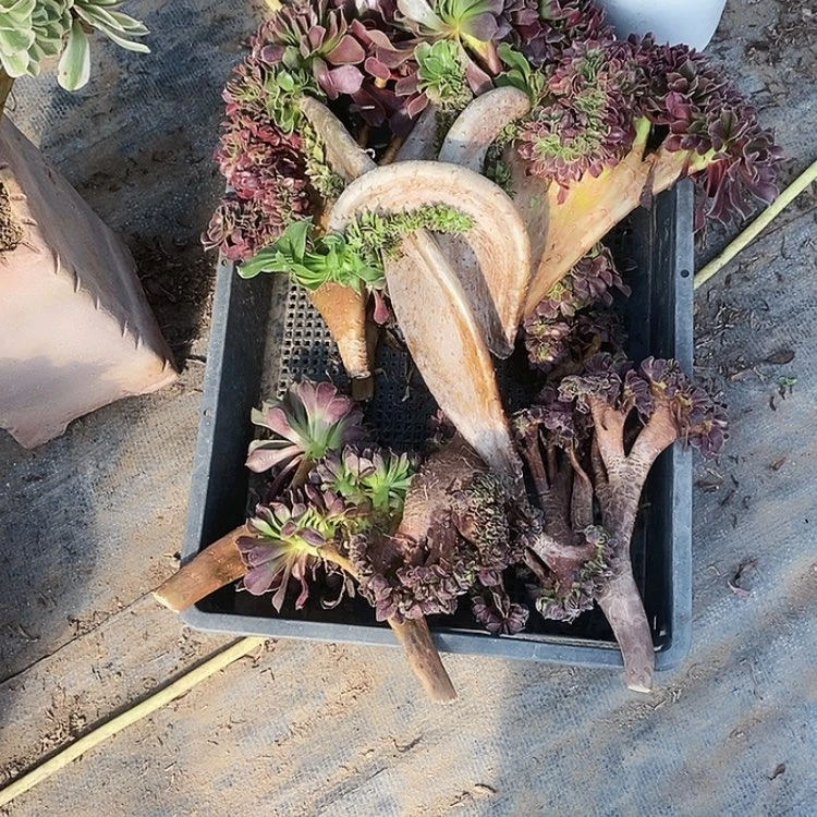 【闪购商品】红陶20CM(含)-50CM(不含)绯**辰一筐
