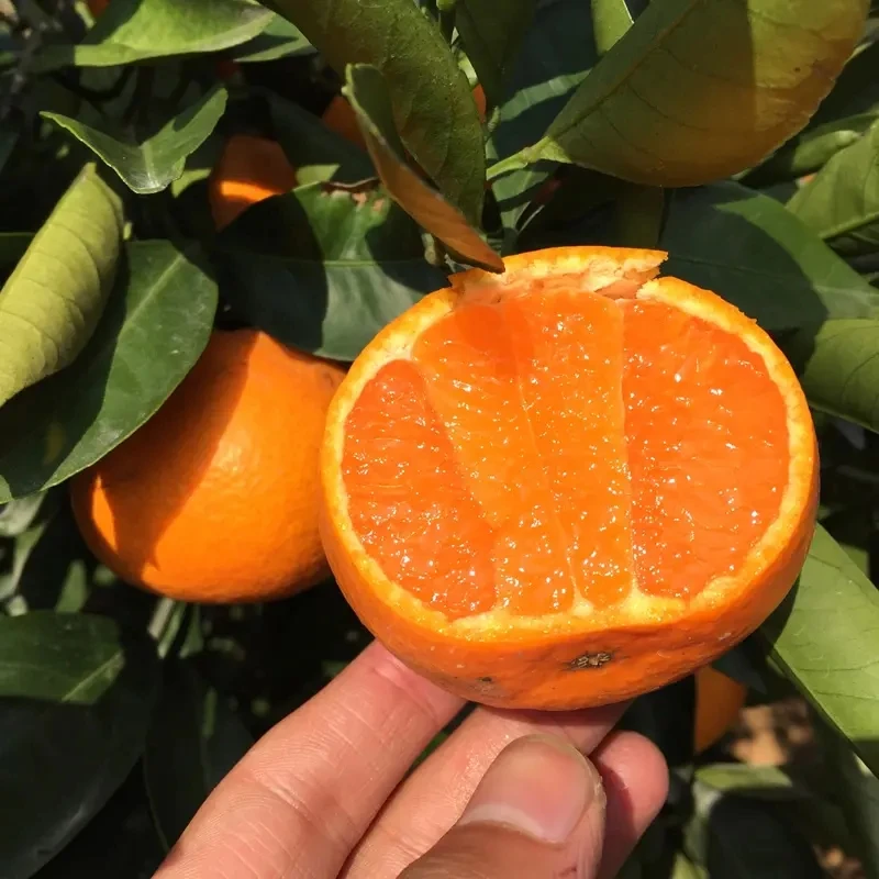 正宗涌泉蜜橘（精选装）纯甜不酸无核皮薄肉厚高山多汁无籽大果中果