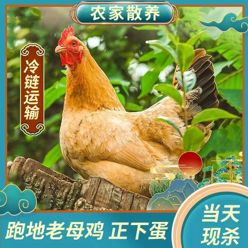 黄油土老母鸡 买一送一到手两只总净重4斤以上 带内脏 顺丰冷链