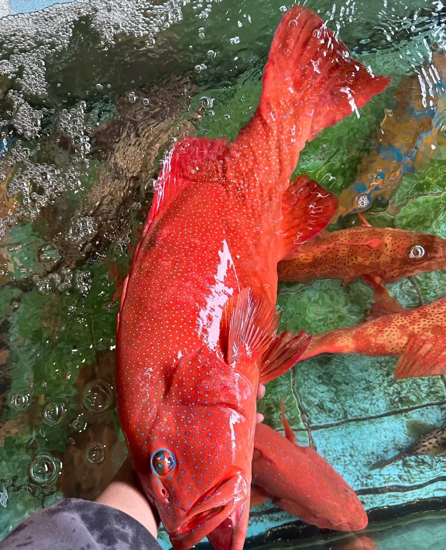 （特大号东星斑）正红级别东星斑石斑鱼招待领导贵宾级别