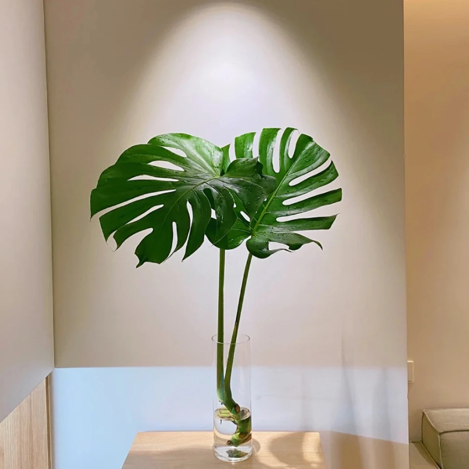 巨无霸水培老桩龟背竹大叶开背室内水培观叶绿植种植生长好看好养