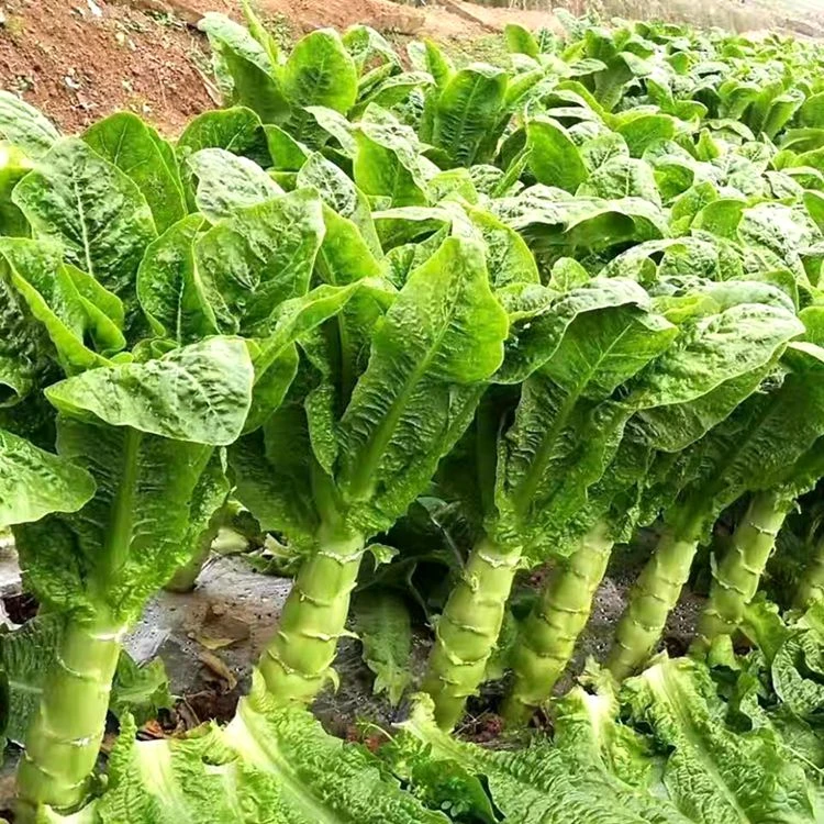 四川青莴笋棒青莴笋莴苣光杆生鲜现摘当季新鲜蔬菜农家菜蔬菜新鲜