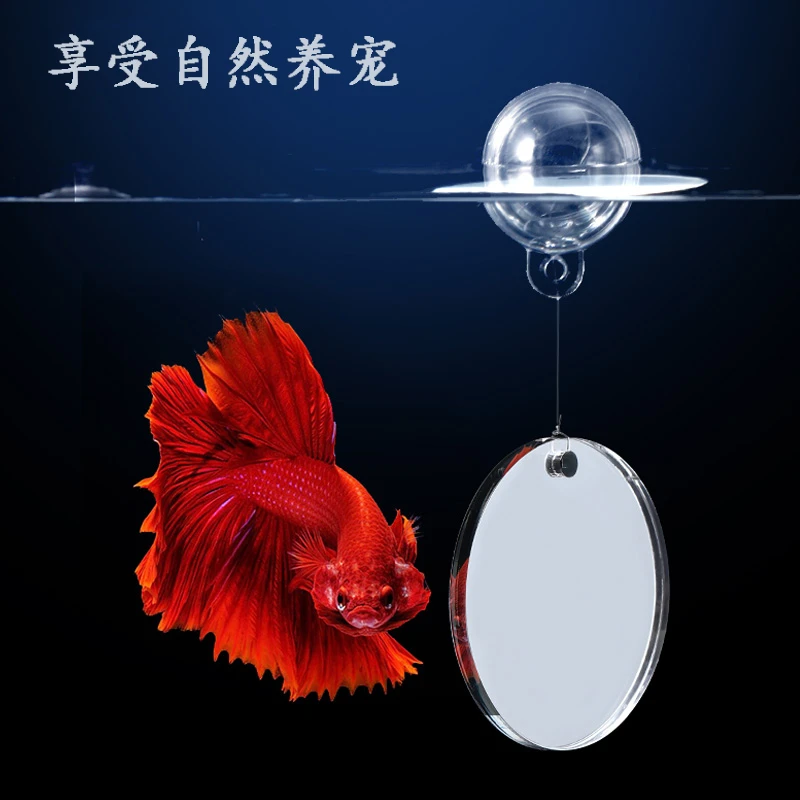 泰国斗鱼训练镜子专用悬浮球缸外镜罗汉鱼雷龙鱼造景小型鱼缸摆件