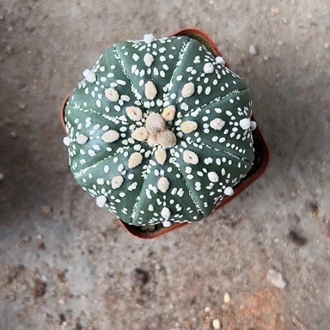 三*鸟兜4678788888