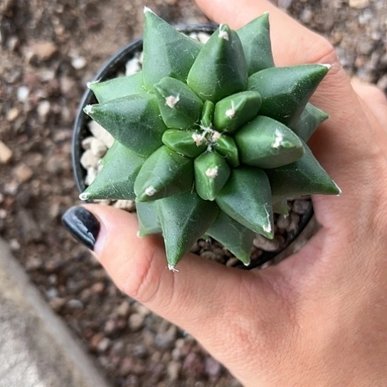 金*英实生鸾46777788