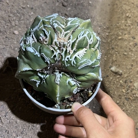 依**x草球鸾46778788