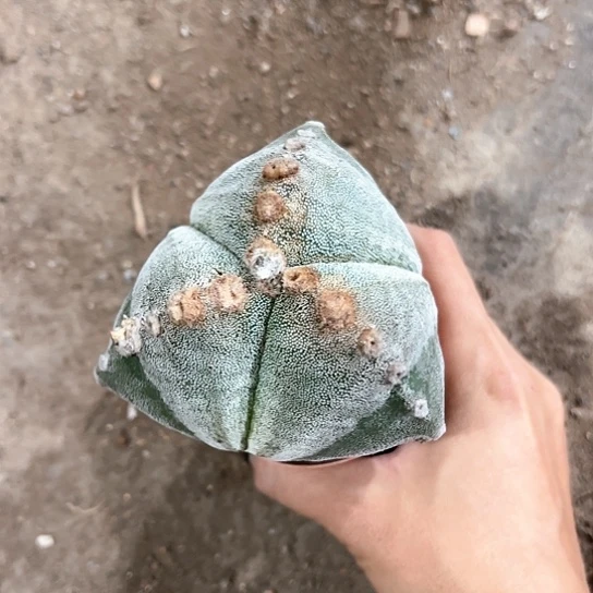 自*实生鸾56788899