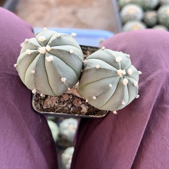 陳*怡实生兜4577778