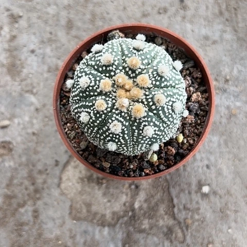 三*鸟兜567889999