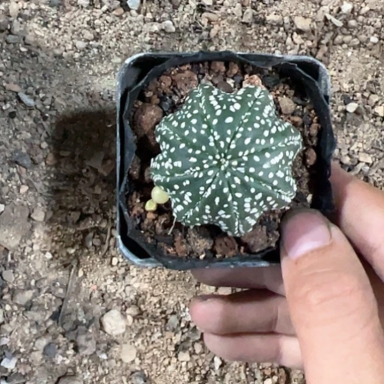 秋**雪实生兜4677889