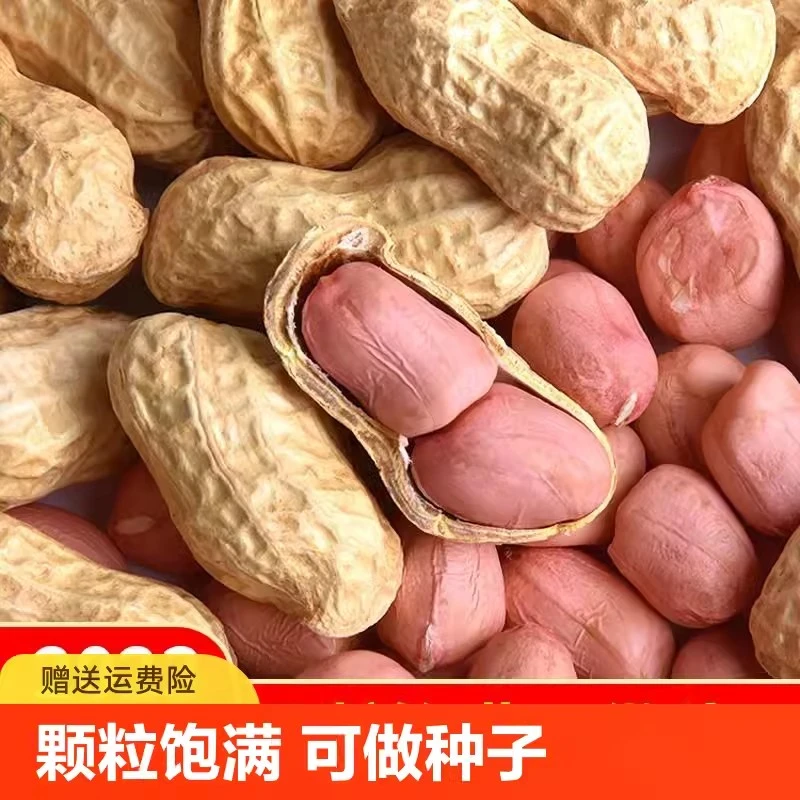 24年新花生带壳自然晾晒干今年新货新鲜生花生原味带皮薄壳生花生