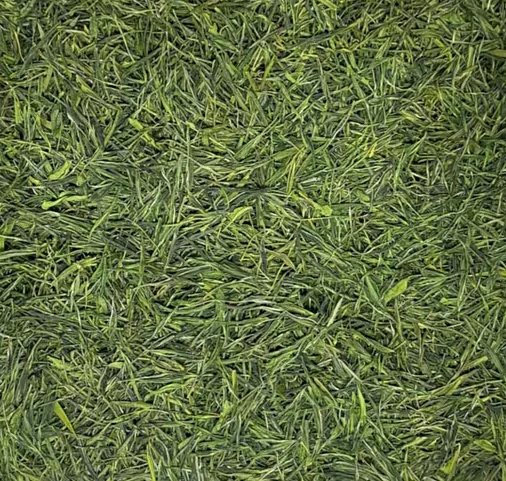 2024安吉白茶新茶绿茶17
