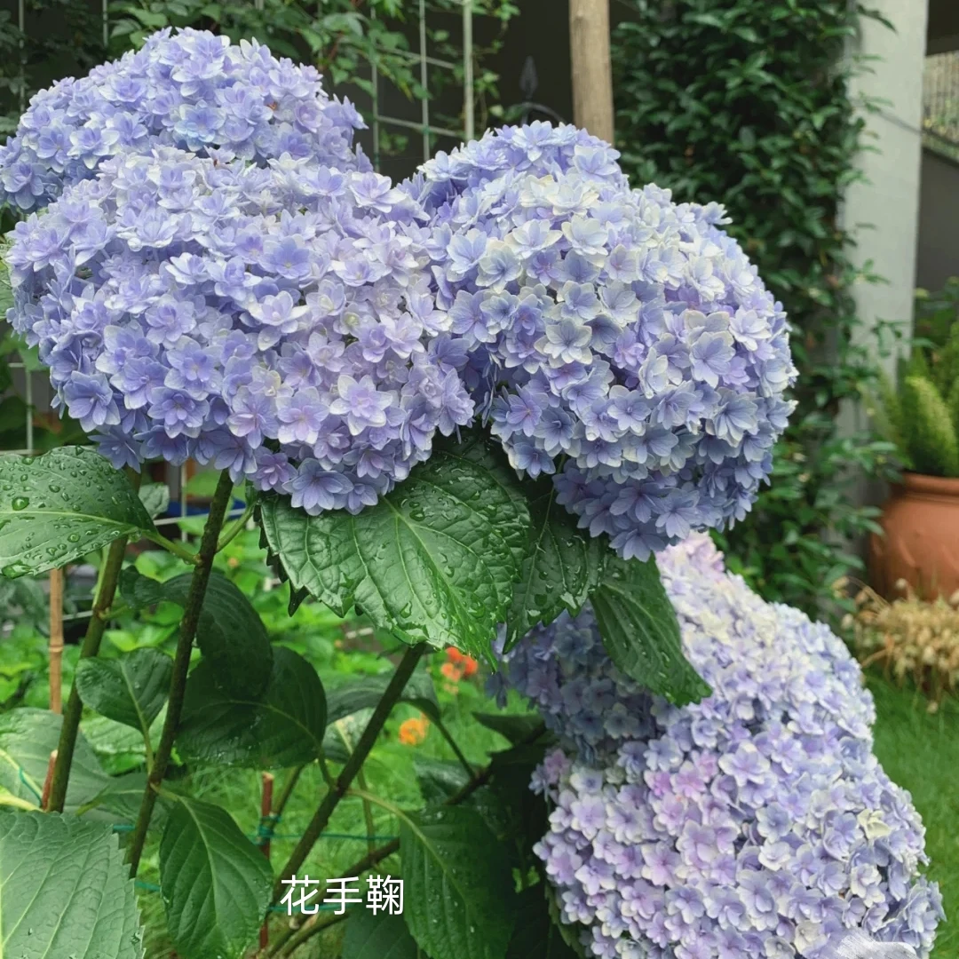 大花绣球清地混合链接