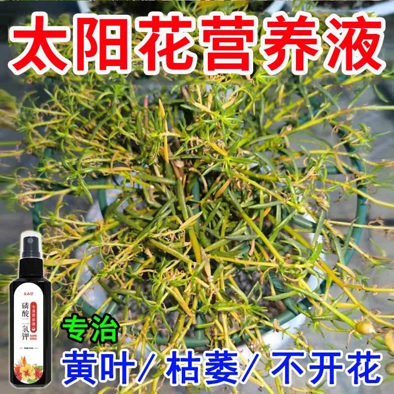 太阳花营养液专用徒长不开花掉苞黄叶落叶开花慢免稀释液体肥