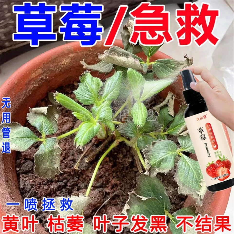 【拯救】草莓营养液植物生根壮苗烂根烂根甜防治叶子变黑枯萎不结果