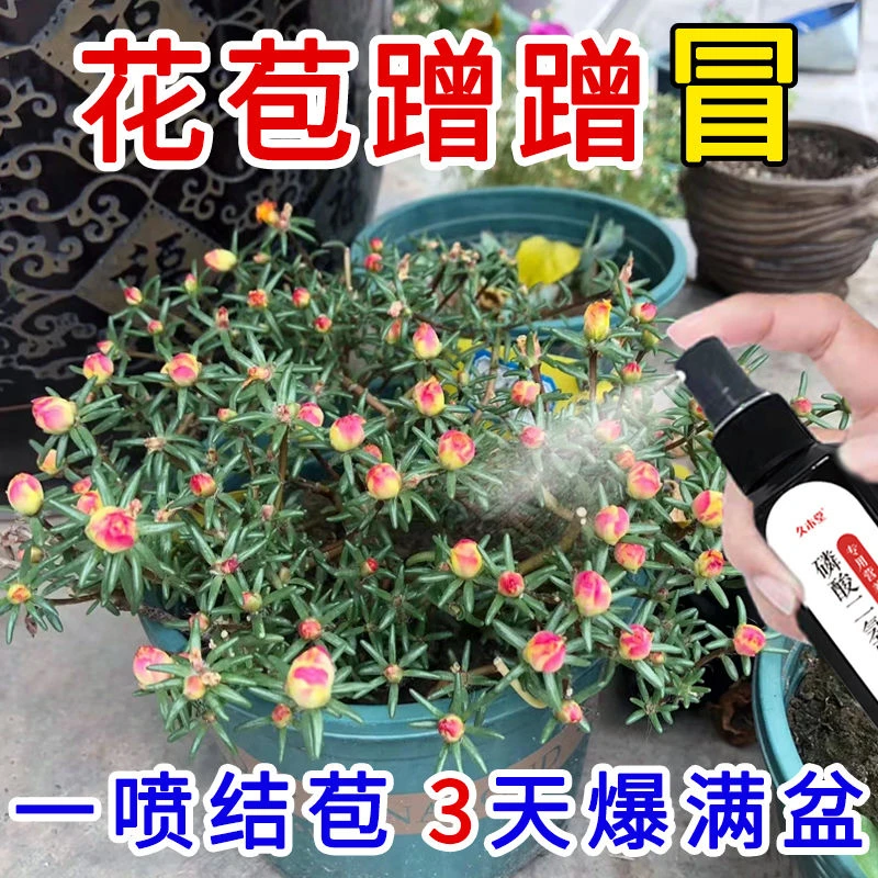 【专治不开花】太阳花营养液催花促苞延花期防黄叶落叶掉苞专用肥