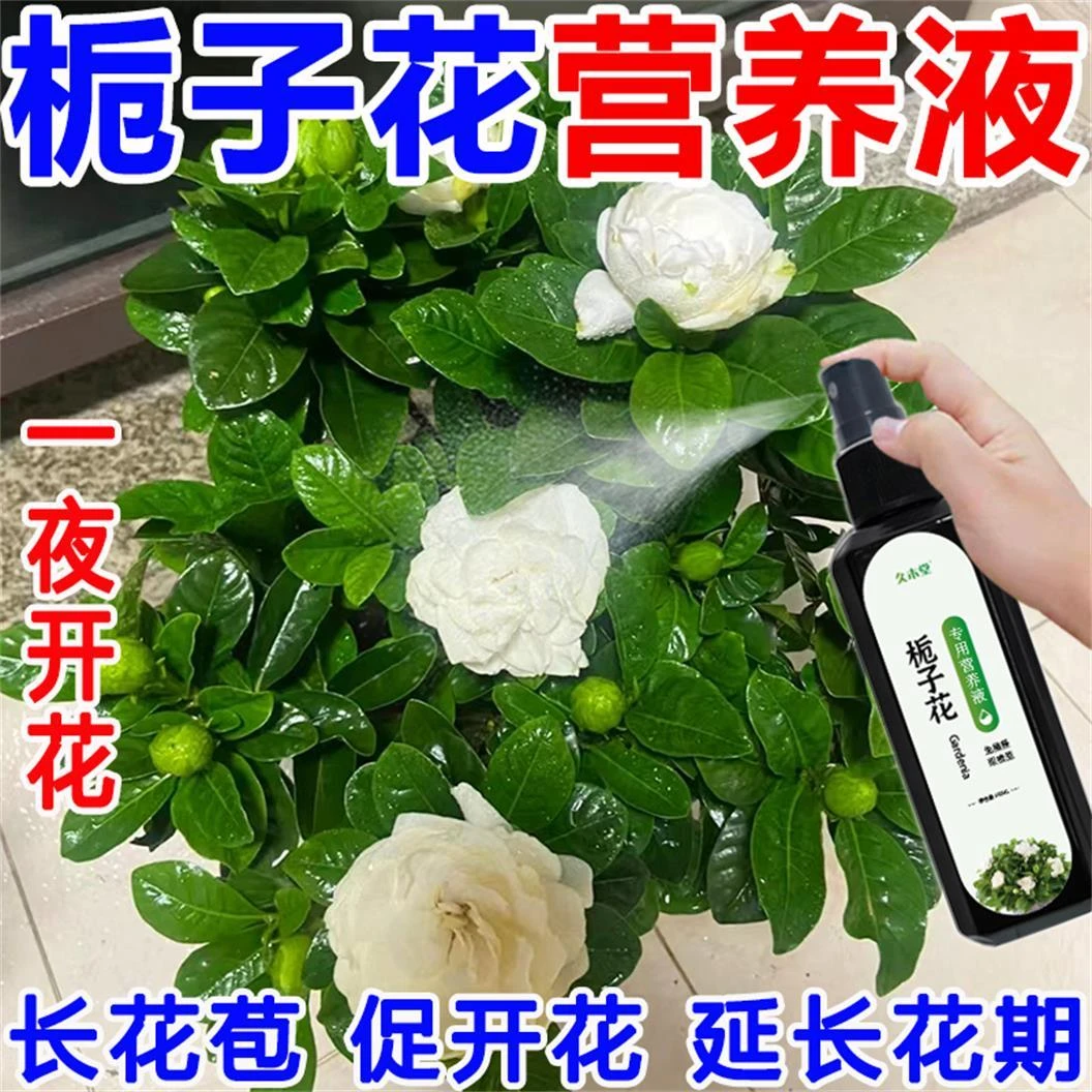 栀子花专用营养液治掉花苞黄叶枯叶生长缓慢催花苞促开花延长花期