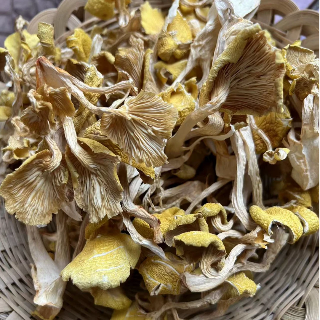 鸡油菌 云南野生菌