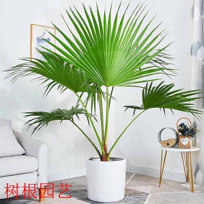 蒲葵盆栽大叶葵伞大型室内外家居走廊庭院绿植净化空气除甲醛绿植