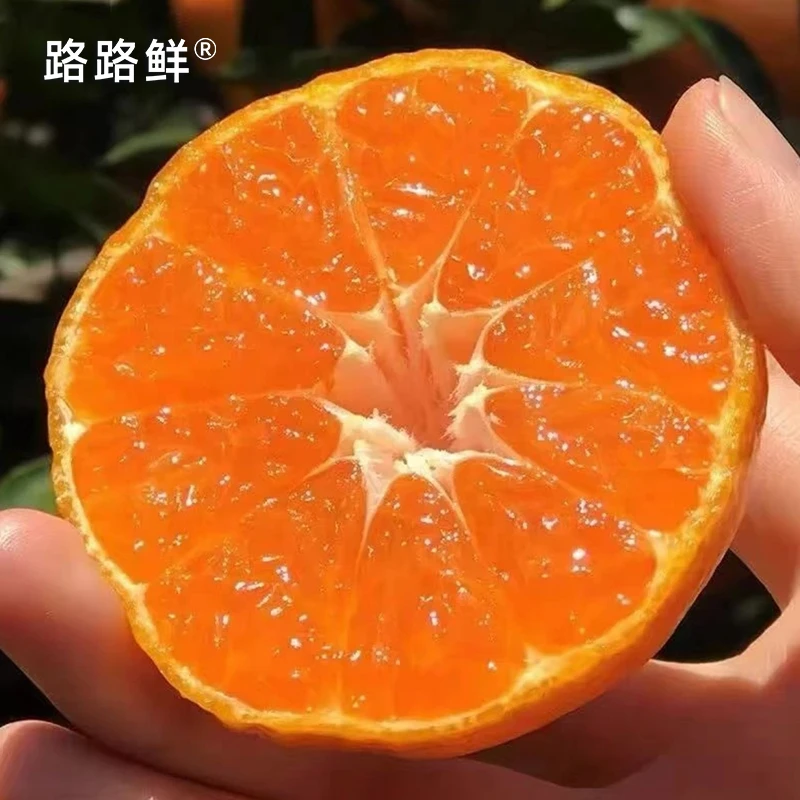 【特价款】涌泉蜜桔3斤5斤10斤老桔树特甜无渣新鲜水果现摘现发包邮
