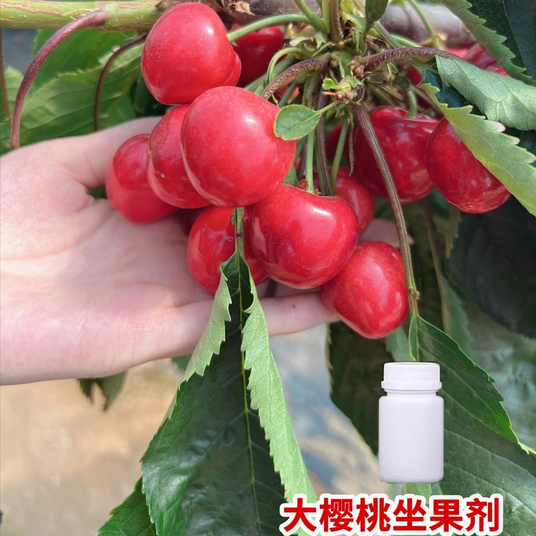 【座果剂】单颗树苗授粉必备  丰产帮手
