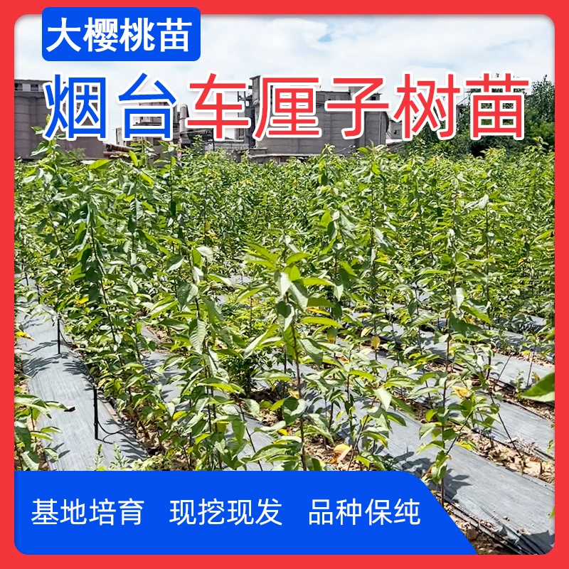 3.5厘米粗正宗车厘子大樱桃苗木适宜南方北方盆栽地栽种植