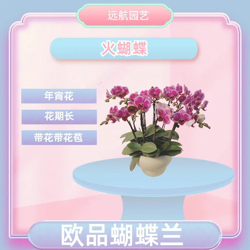 【火蝴蝶】进口欧品蝴蝶兰 红色带斑纹 室内精品观赏花卉组盆 真