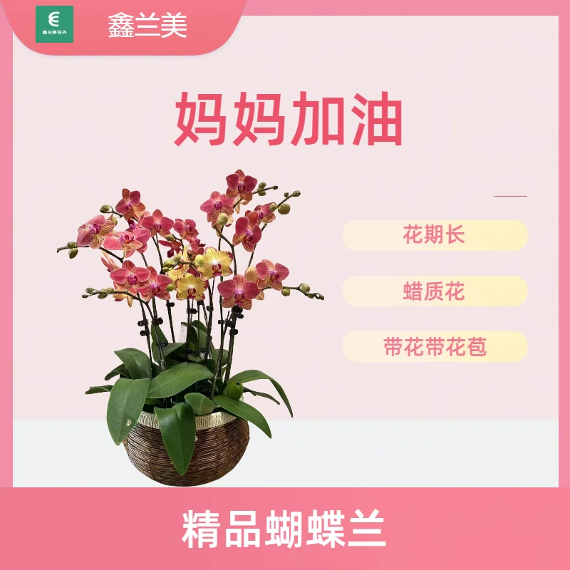 D【妈妈加油】进口欧品蝴蝶兰带闪电边黄色金黄色客厅观赏花