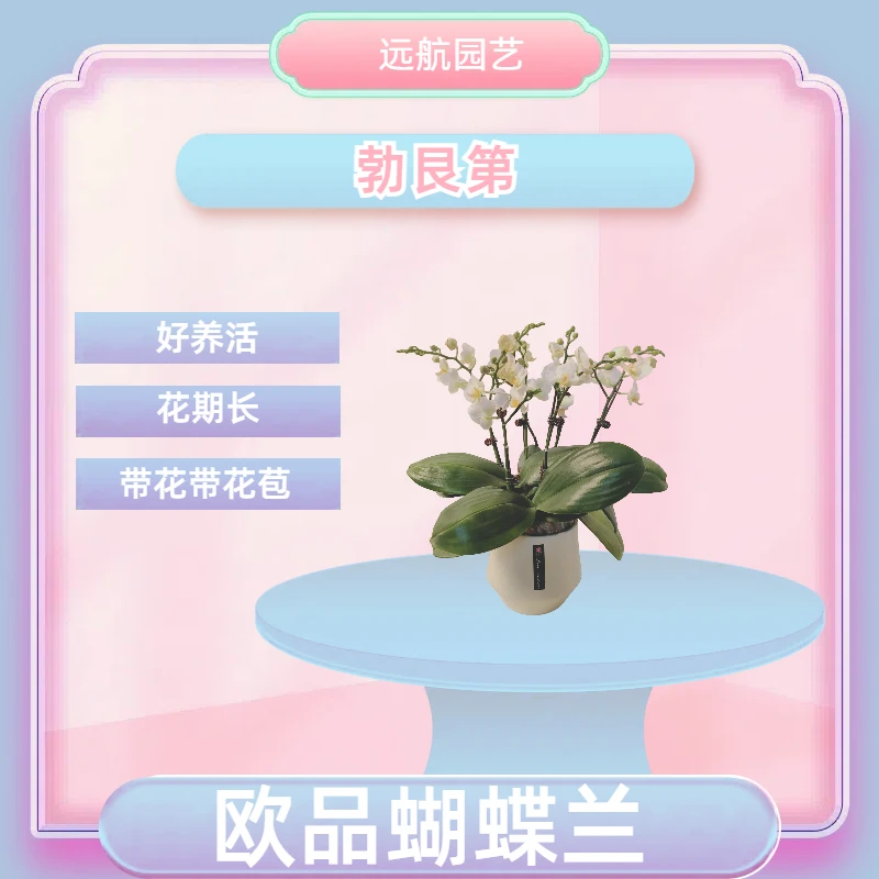 【勃艮第】进口欧品蝴蝶兰 白色小花型 室内精品观赏花卉组盆 真